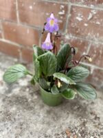 Zdjęcie rosliny doniczkowej Streptocarpus Purpelina, ujęcie 4