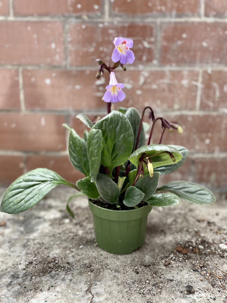 Zdjęcie rosliny doniczkowej Streptocarpus Purpelina, ujęcie 5