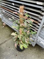 Zdjęcie rosliny doniczkowej Syngonium Pink Splash, ujęcie 1