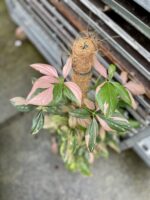 Zdjęcie rosliny doniczkowej Syngonium Pink Splash, ujęcie 2