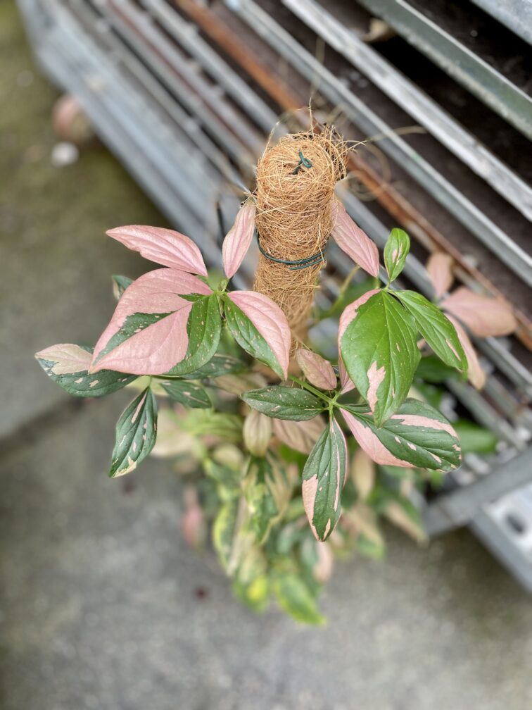 Zdjęcie rosliny doniczkowej Syngonium Pink Splash, ujęcie 2