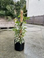 Zdjęcie rosliny doniczkowej Syngonium Pink Splash, ujęcie 3