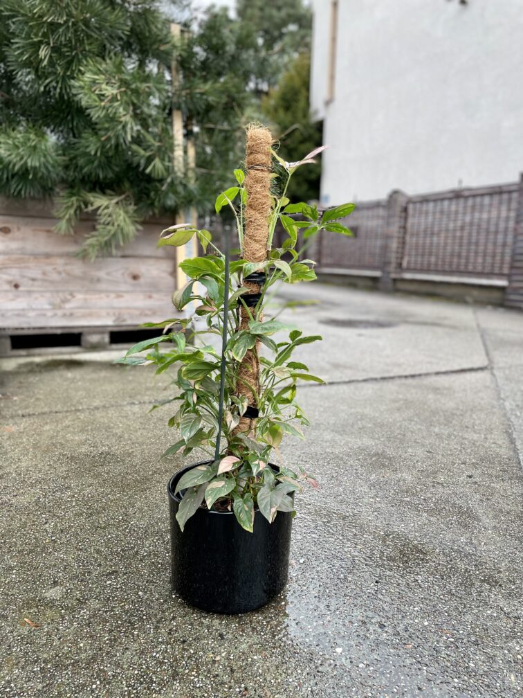 Zdjęcie rosliny doniczkowej Syngonium Pink Splash, ujęcie 3