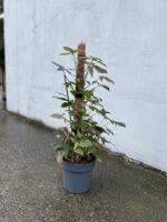 Zdjęcie rosliny doniczkowej Syngonium Pink Splash, ujęcie 4