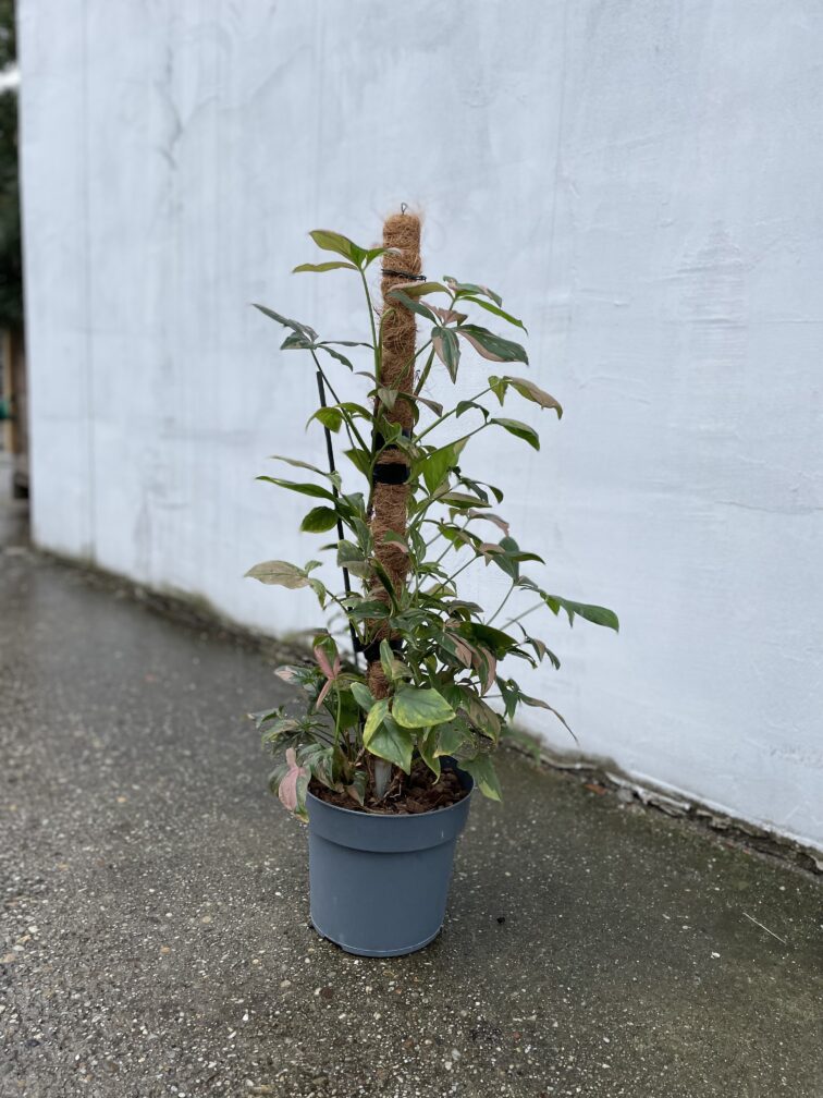 Zdjęcie rosliny doniczkowej Syngonium Pink Splash, ujęcie 4