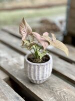 Zdjęcie rosliny doniczkowej Syngonium Regina Red, ujęcie 1