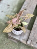 Zdjęcie rosliny doniczkowej Syngonium Regina Red, ujęcie 2