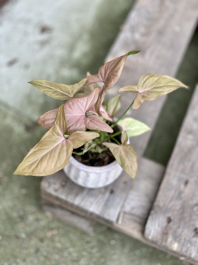 Zdjęcie rosliny doniczkowej Syngonium Regina Red, ujęcie 2