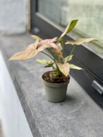 Zdjęcie rosliny doniczkowej Syngonium Regina Red, ujęcie 3