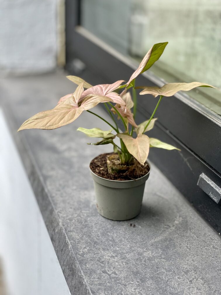 Zdjęcie rosliny doniczkowej Syngonium Regina Red, ujęcie 3