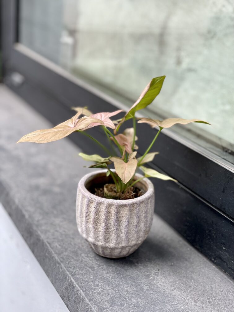 Zdjęcie rosliny doniczkowej Syngonium Regina Red, ujęcie 4