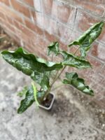 Zdjęcie rosliny doniczkowej Alocasia Dragon Tail, ujęcie 1