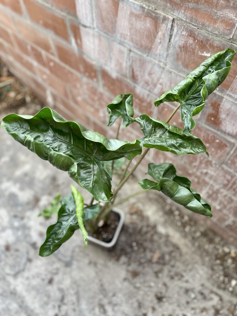 Zdjęcie rosliny doniczkowej Alocasia Dragon Tail, ujęcie 1