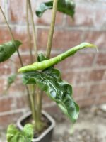Zdjęcie rosliny doniczkowej Alocasia Dragon Tail, ujęcie 2