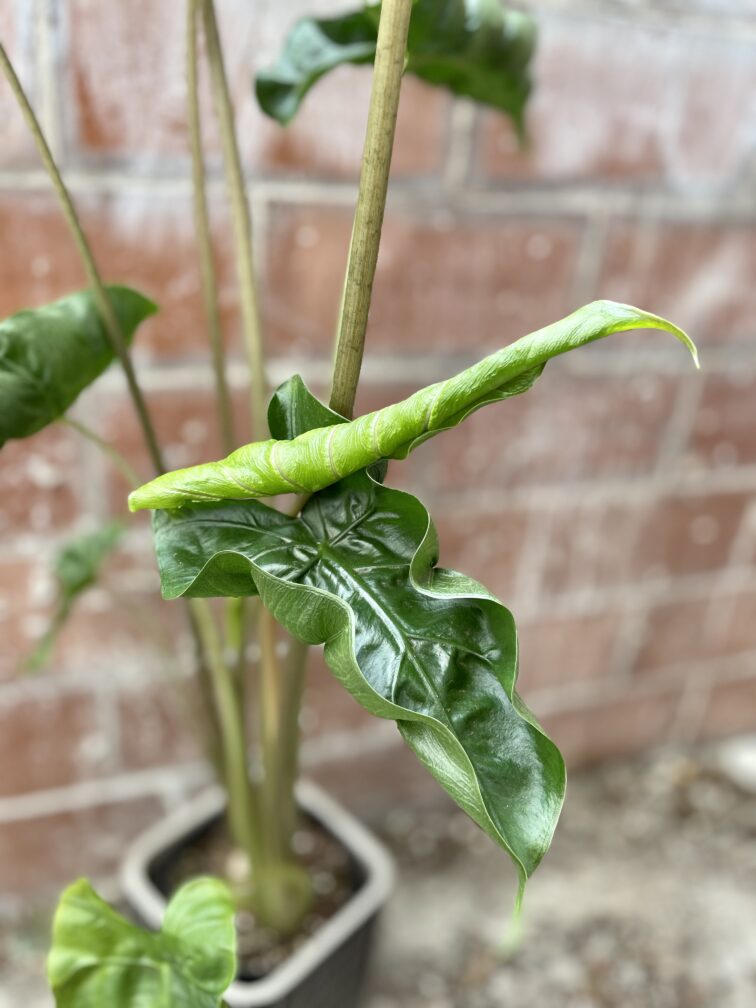 Zdjęcie rosliny doniczkowej Alocasia Dragon Tail, ujęcie 2