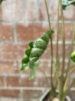 Zdjęcie rosliny doniczkowej Alocasia Dragon Tail, ujęcie 3
