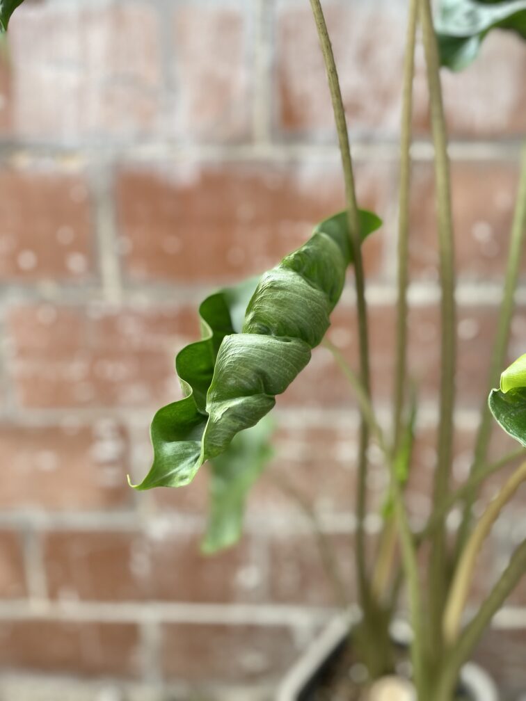 Zdjęcie rosliny doniczkowej Alocasia Dragon Tail, ujęcie 3