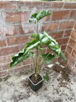 Zdjęcie rosliny doniczkowej Alocasia Dragon Tail, ujęcie 5