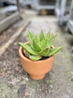 Zdjęcie rosliny doniczkowej Aloe Brevifolia, ujęcie 1