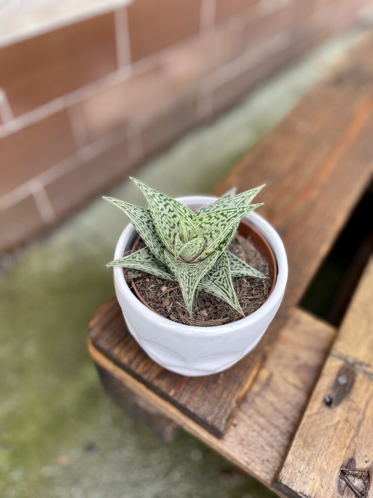 aloe-variegata-tribal_10x18-1_1678534545.jpg Zdjęcie rosliny doniczkowej Aloe variegata Tribal, ujęcie 1