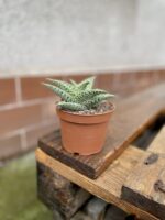 Zdjęcie rosliny doniczkowej Aloe variegata Tribal, ujęcie 2