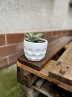 Zdjęcie rosliny doniczkowej Aloe variegata Tribal, ujęcie 3