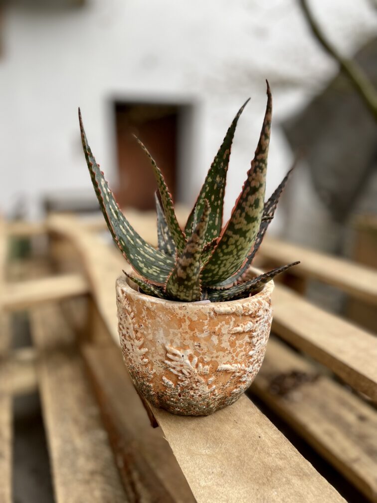 aloe-vera-red-shade_8x15-1_1679735944.jpg Zdjęcie rosliny doniczkowej Aloe vera Red Shade, ujęcie 1