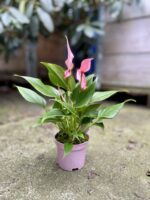 Zdjęcie rosliny doniczkowej Anthurium Champion Lilli, ujęcie 1