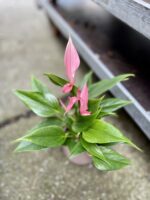 Zdjęcie rosliny doniczkowej Anthurium Champion Lilli, ujęcie 2