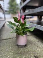 Zdjęcie rosliny doniczkowej Anthurium Champion Lilli, ujęcie 3