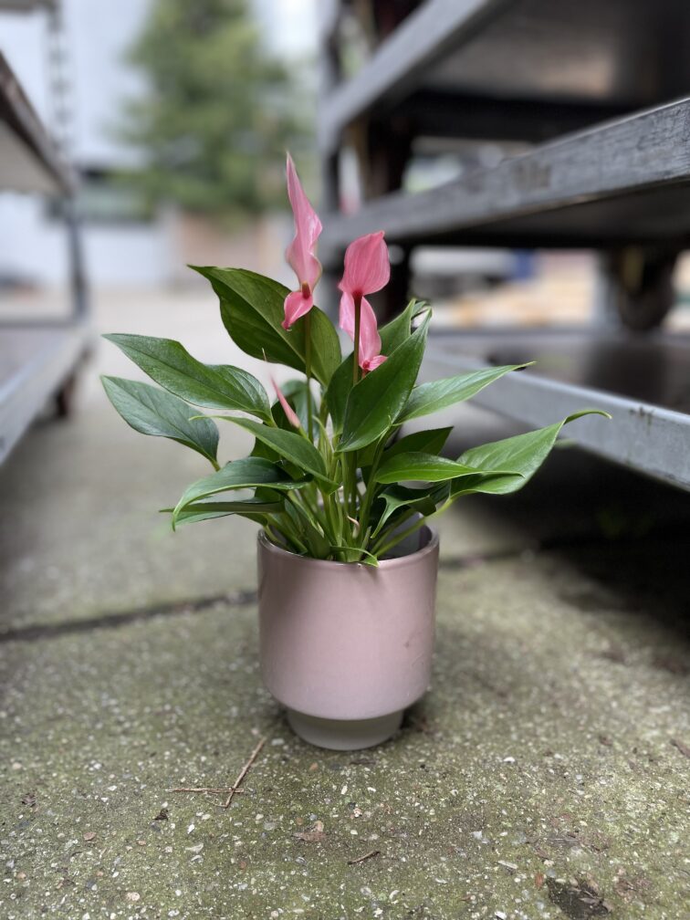 Zdjęcie rosliny doniczkowej Anthurium Champion Lilli, ujęcie 3