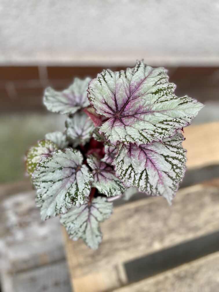 begonia-asian-tundra_12x25-1_1679129246.jpg Zdjęcie rosliny doniczkowej Begonia Asian Tundra, ujęcie 1