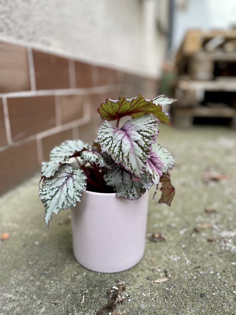 Zdjęcie rosliny doniczkowej Begonia Asian Tundra, ujęcie 3