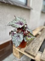 Zdjęcie rosliny doniczkowej Begonia Asian Tundra, ujęcie 4