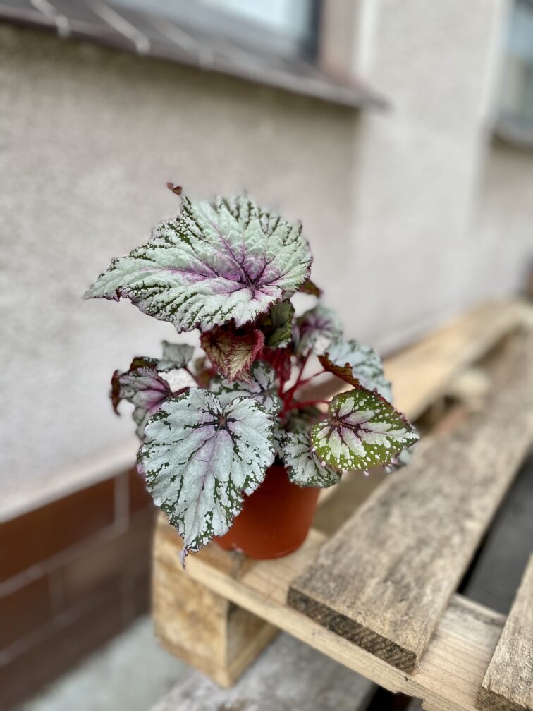 Zdjęcie rosliny doniczkowej Begonia Asian Tundra, ujęcie 4