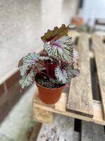 Zdjęcie rosliny doniczkowej Begonia Asian Tundra, ujęcie 5