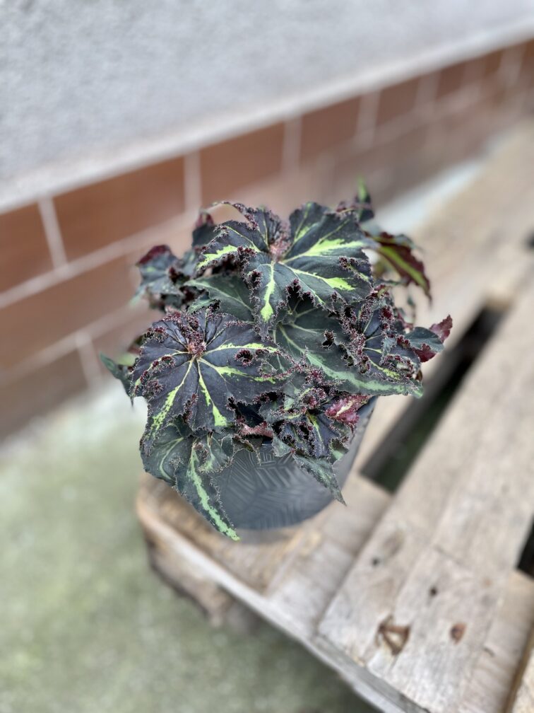 Zdjęcie rosliny doniczkowej Begonia Lion Dance, ujęcie 1