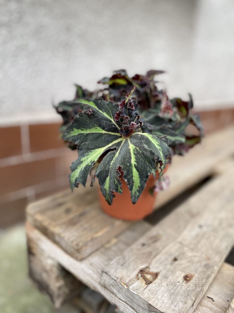 Zdjęcie rosliny doniczkowej Begonia Lion Dance, ujęcie 2
