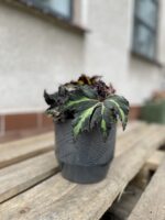 Zdjęcie rosliny doniczkowej Begonia Lion Dance, ujęcie 3