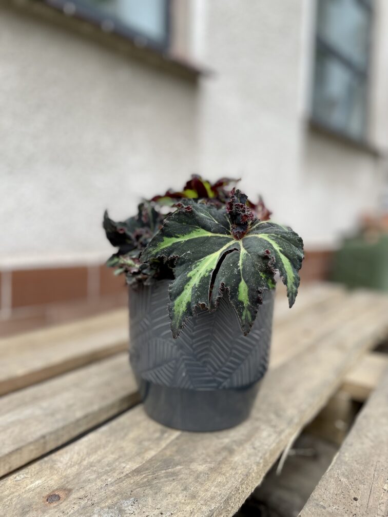 Zdjęcie rosliny doniczkowej Begonia Lion Dance, ujęcie 3