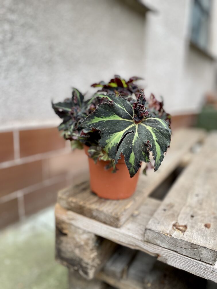 Zdjęcie rosliny doniczkowej Begonia Lion Dance, ujęcie 4