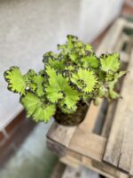 Zdjęcie rosliny doniczkowej Begonia rex Jive, ujęcie 1