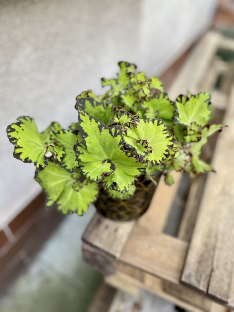 Zdjęcie rosliny doniczkowej Begonia rex Jive, ujęcie 1
