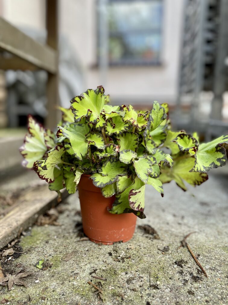Zdjęcie rosliny doniczkowej Begonia rex Jive, ujęcie 2
