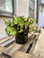 Zdjęcie rosliny doniczkowej Begonia rex Jive, ujęcie 3