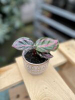 Zdjęcie rosliny doniczkowej Calathea roseopicta Illustris (Kalatea), ujęcie 1