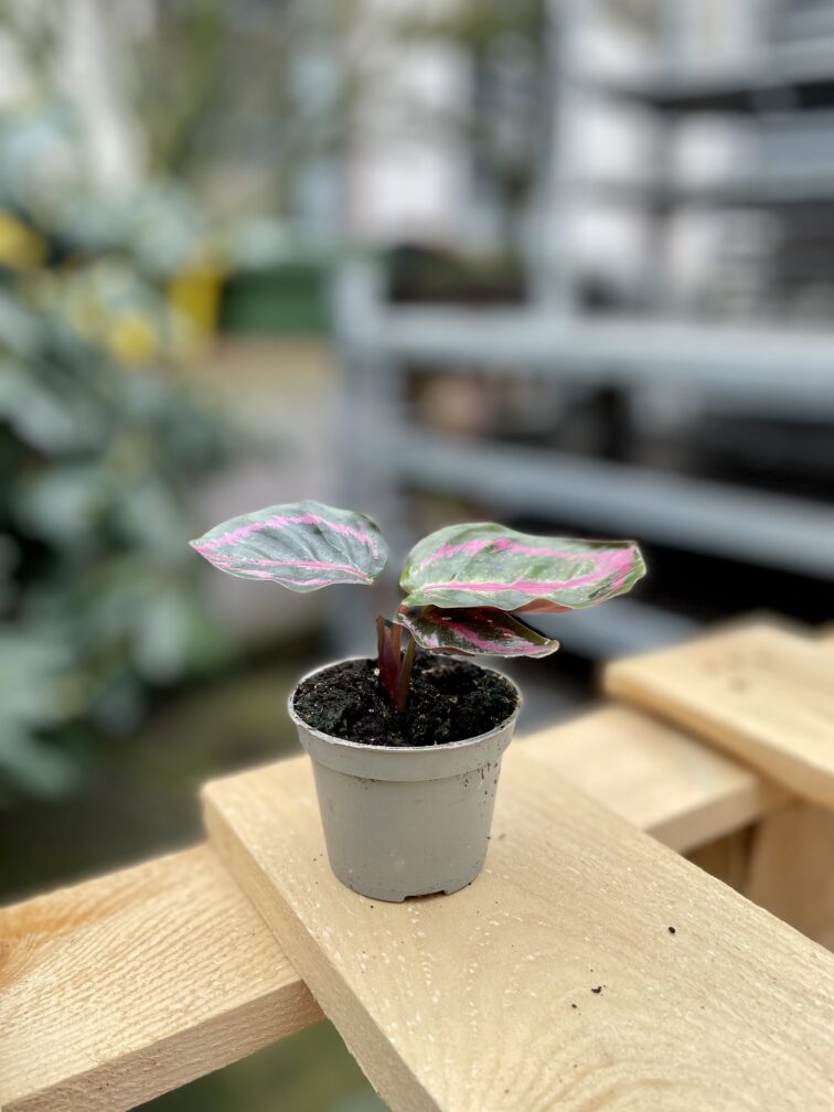 Zdjęcie rosliny doniczkowej Calathea roseopicta Illustris (Kalatea), ujęcie 2