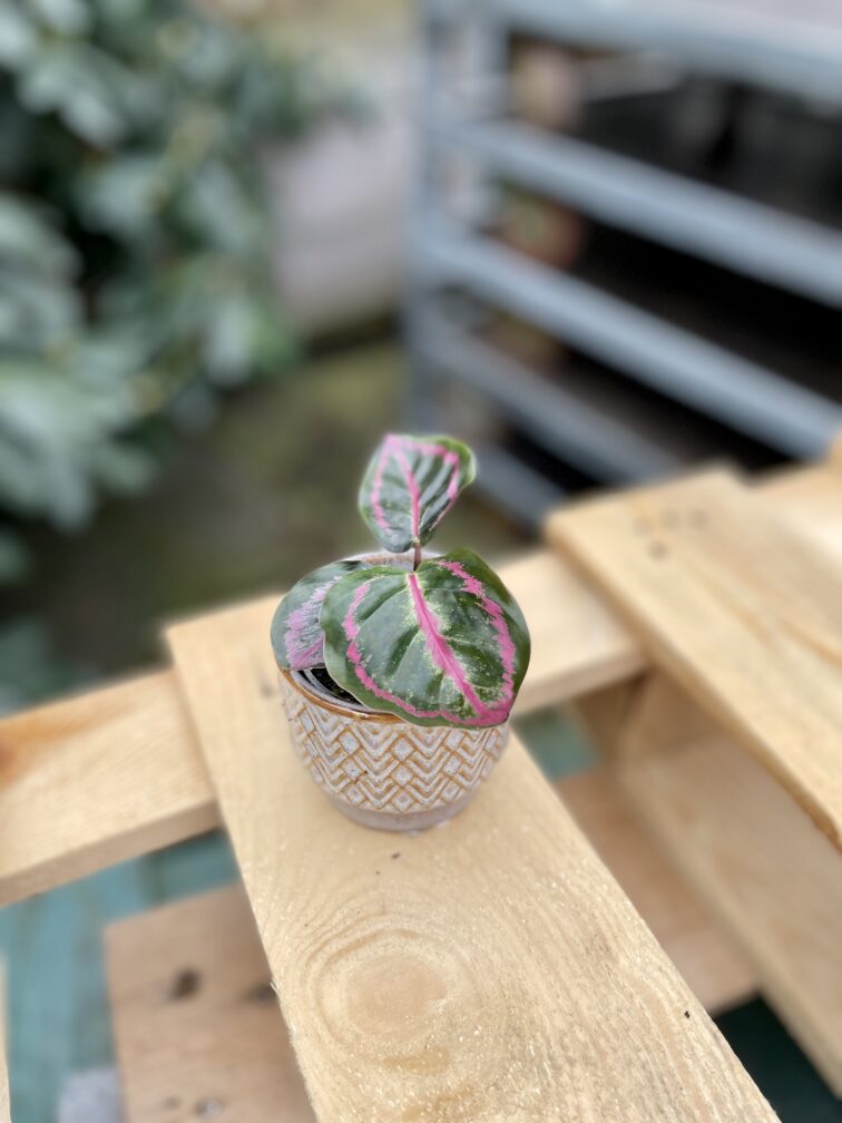 Zdjęcie rosliny doniczkowej Calathea roseopicta Illustris (Kalatea), ujęcie 3