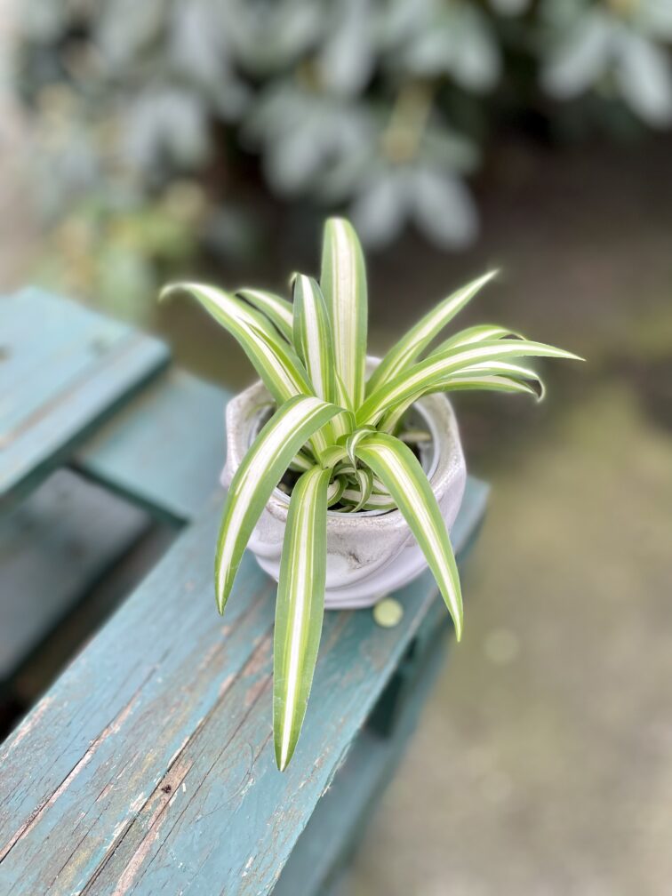 chlorophytum-comosum-bonnie_6x10-1_1679737769.jpg Zdjęcie rosliny doniczkowej Chlorophytum comosum Bonnie (Zielistka), ujęcie 1