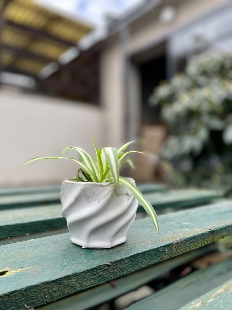 Zdjęcie rosliny doniczkowej Chlorophytum comosum Bonnie (Zielistka), ujęcie 2